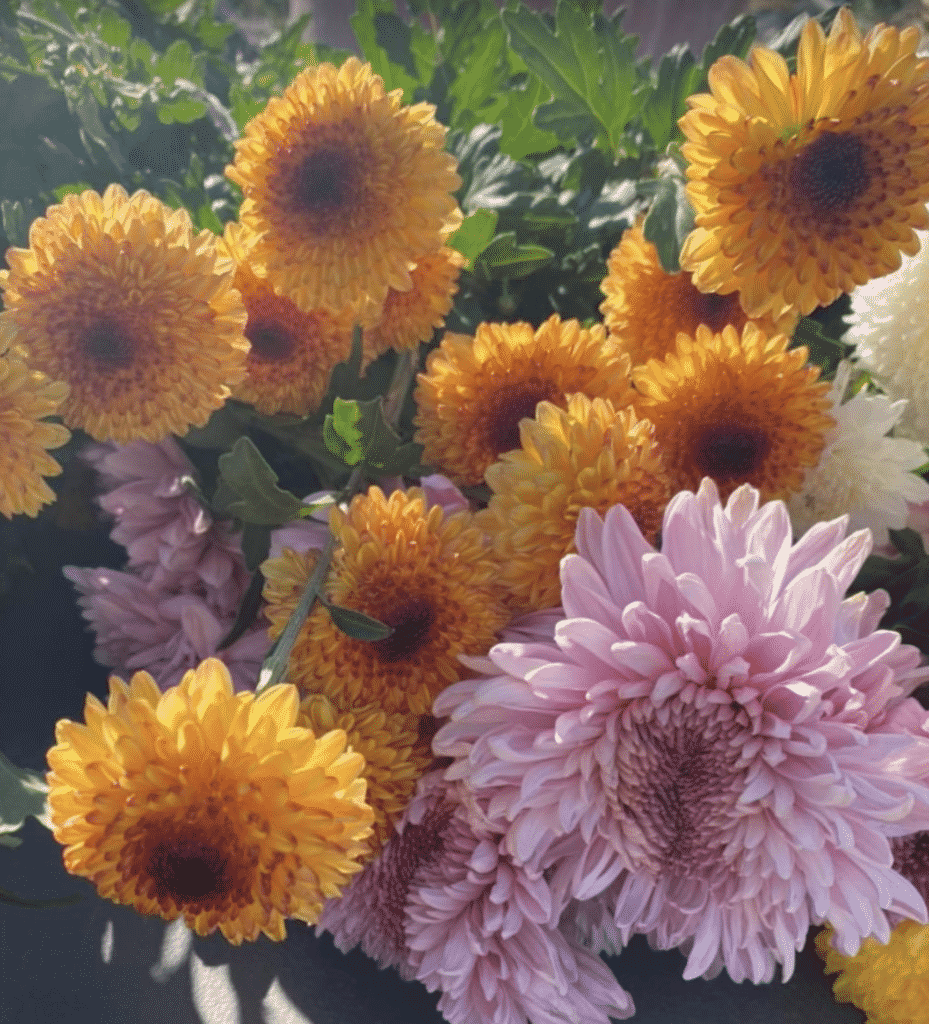 chrysanthemum