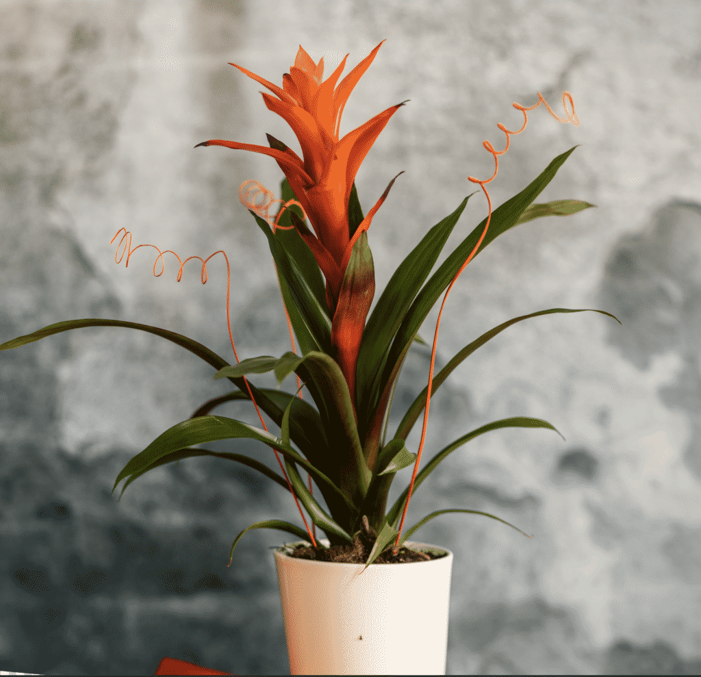 bromeliad